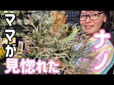 P.willinckii 'Nano' OC ウィリンキーナノを入手しました！うっとり