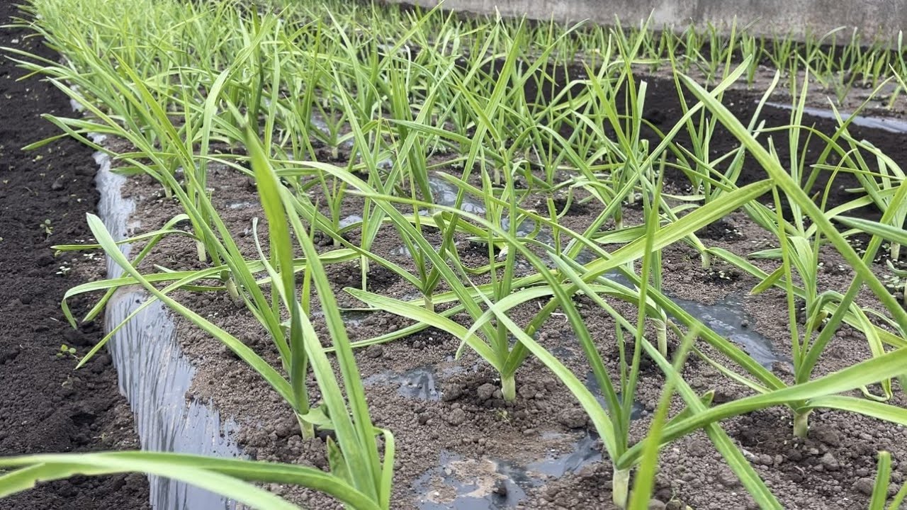 ニンニク植えても大きく育たない失敗の原因 マルチ栽培は要注意! 22/10