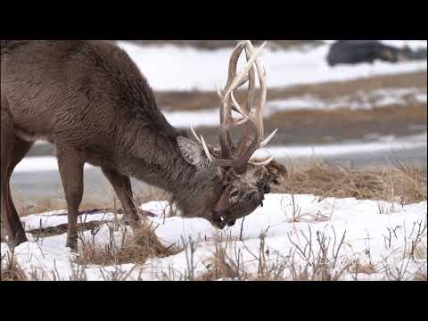 Hokkaido Sika Deer with dead deer head （絡み角のエゾシカ・野付