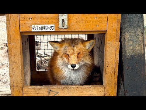🦊Japan's only fox zoo. Is this place Japan's most dangerous zoo