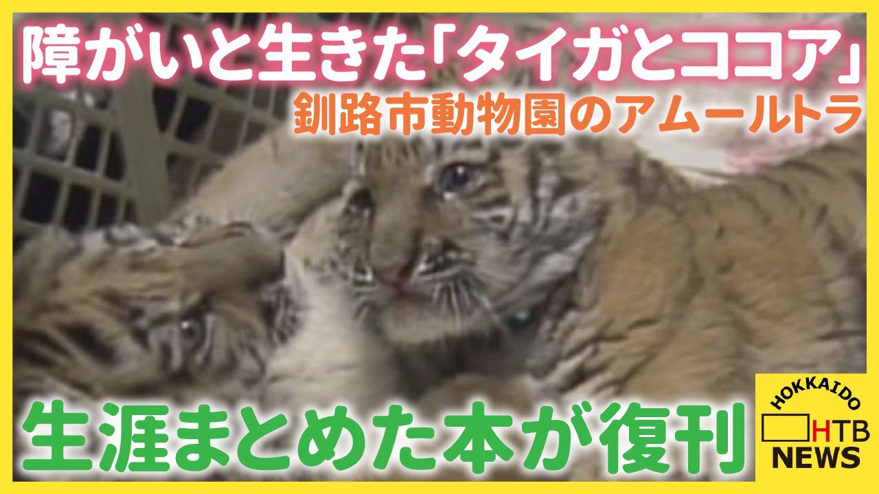 足に障がい抱えながら懸命に生きた2頭のアムールトラ「タイガとココア