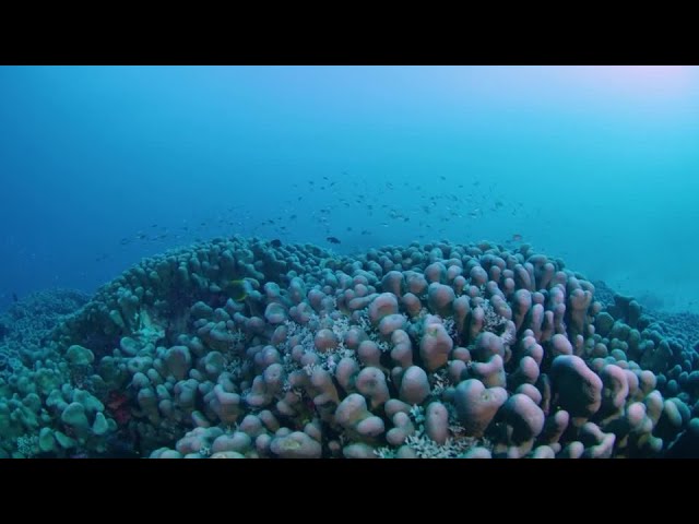 難破船？」「宇宙からも見える」ソロモン諸島で世界最大のサンゴ発見