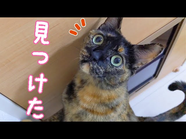 Momo, the tortoiseshell cat, discovers something in the middle of