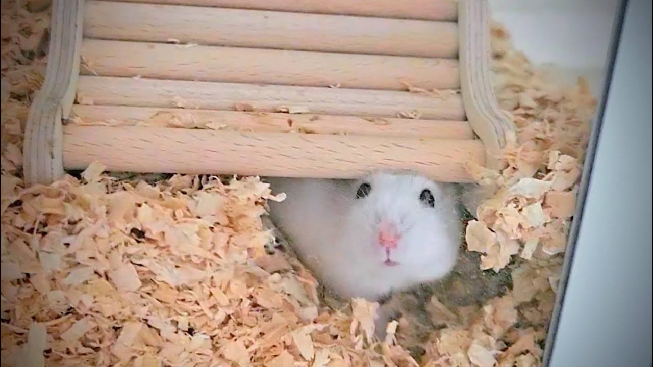 ハムスターをBUCATSTATEで飼育すると色々変化した - YouTube