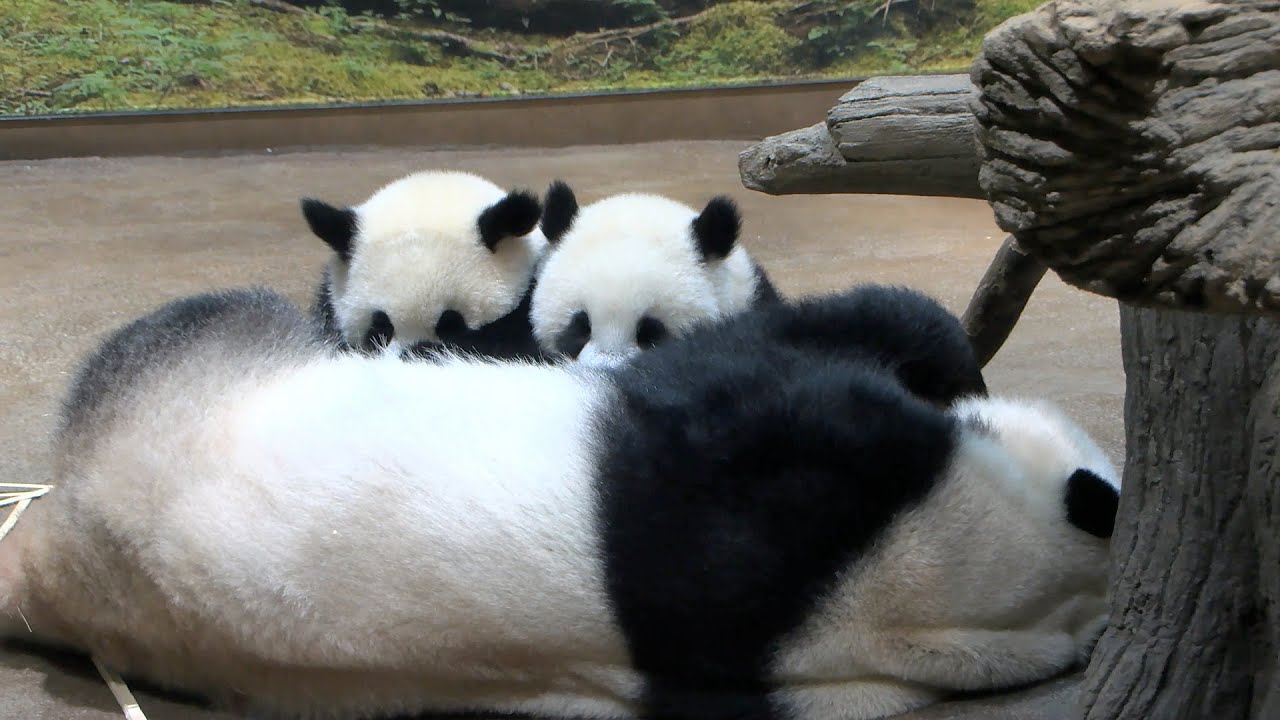 ジャイアントパンダの近況［88］、「シンシン」とその子どもの近況［48