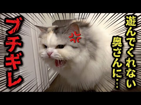 The cat finally loses his temper at his wife who is too busy with