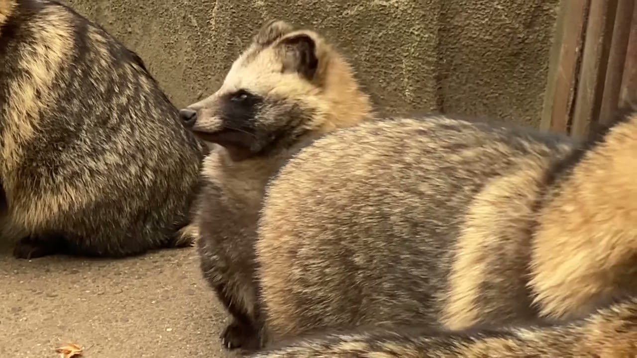 八木山動物公園 ホンドタヌキたち - YouTube