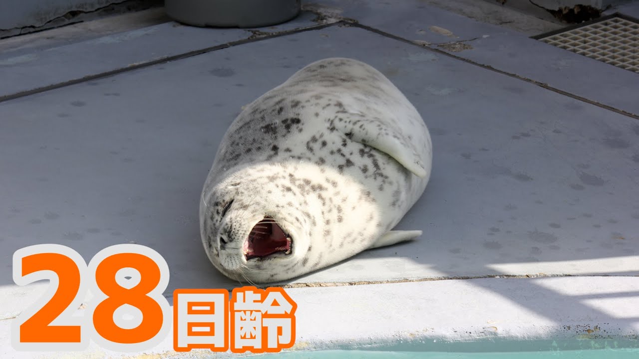 アザラシ成長記録】赤ちゃんライブ配信 28日齢 - YouTube