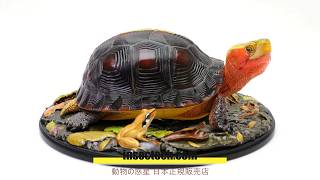 新！【動物の惑星 写実シリーズ】第四弾 初回アカガエル付属