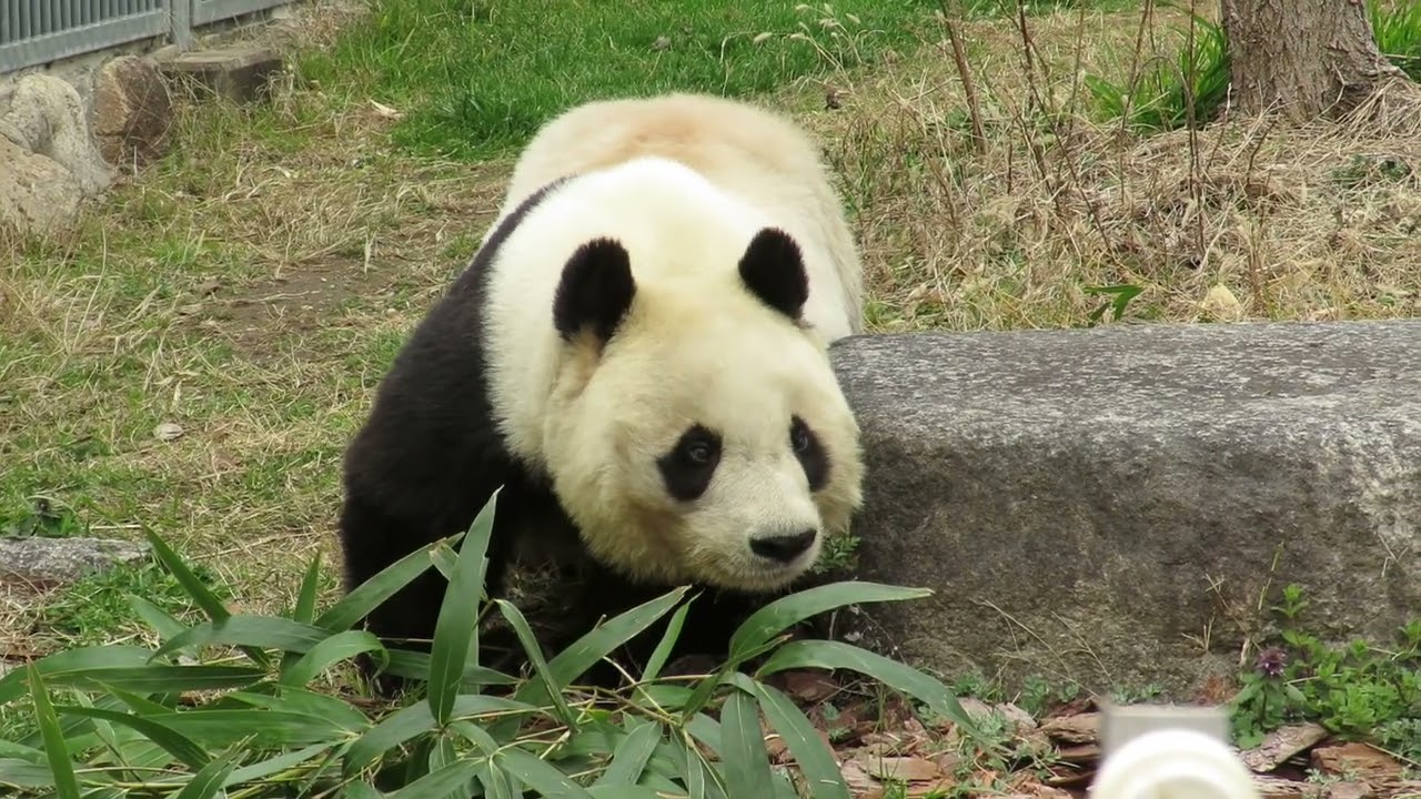 March 3, 2019 [Selection] Let's Eat Here Panda - YouTube