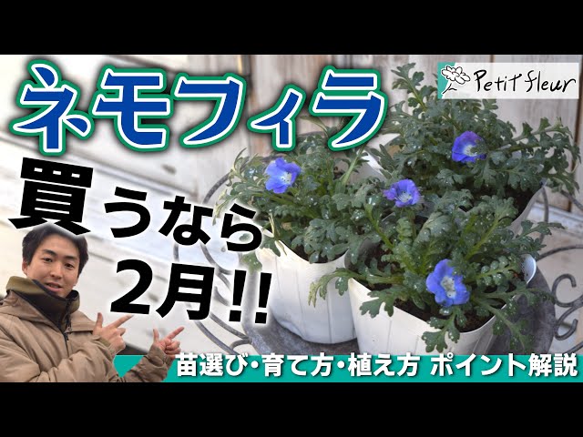 Nemophila] Why it's best to buy seedlings in February. We'll teach