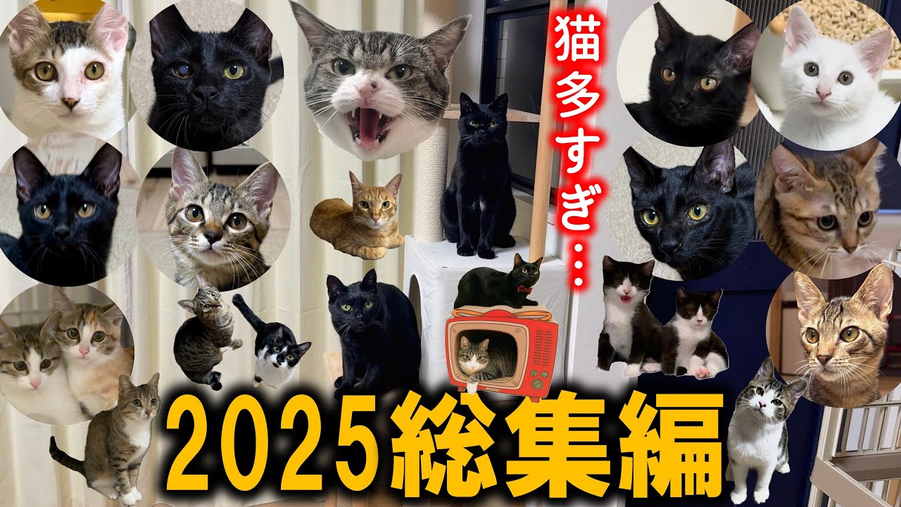 1年で24匹の猫と過ごした！2025年を凝縮した壮絶な猫暮らしをお届け
