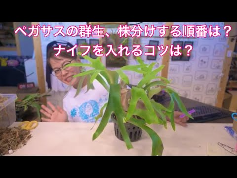 P.Pegasus ビカクシダ ペガサスの群生の株分けと、板付け致しました