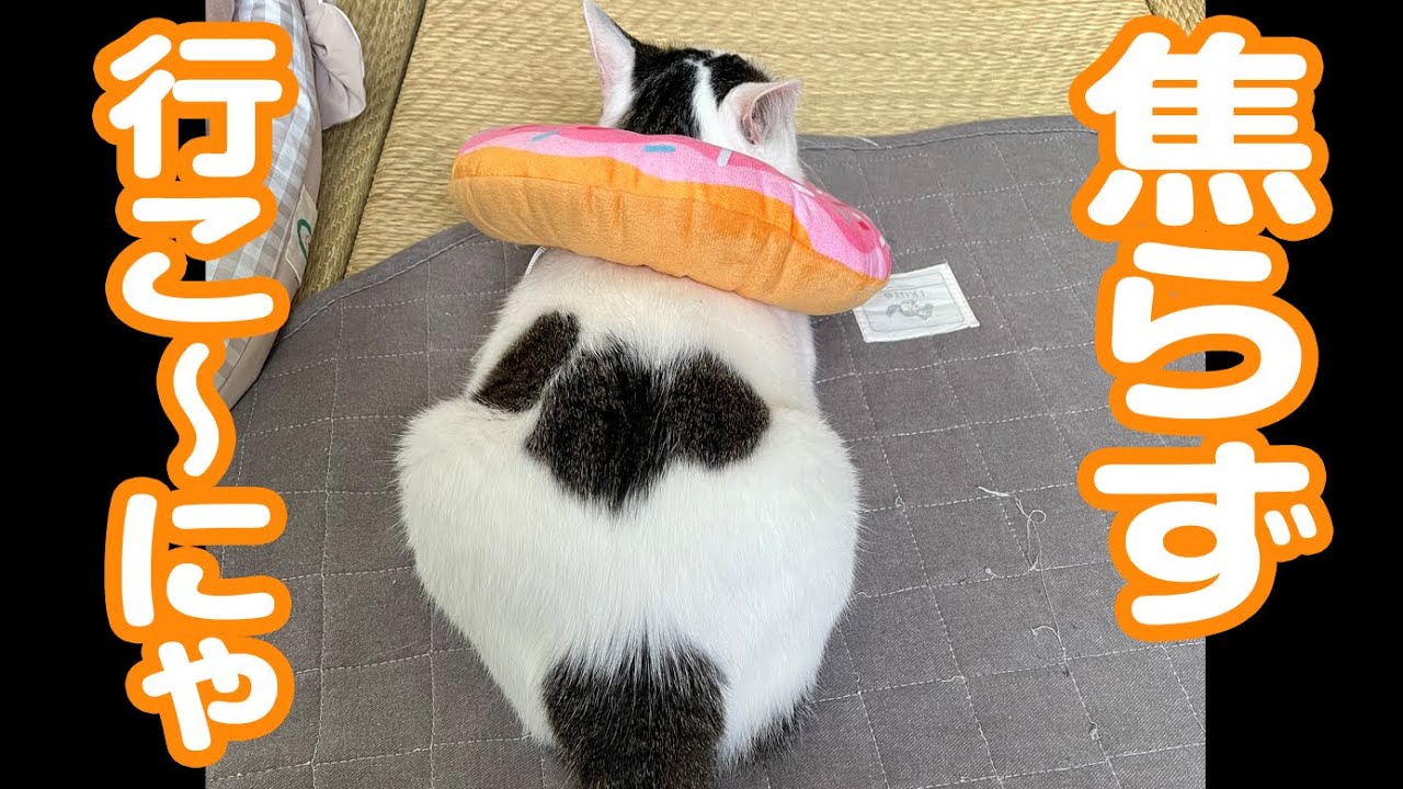 猫動画】焦らず行こ～にゃ〜にゃんともパレード〜#猫動画#猫#364 - YouTube