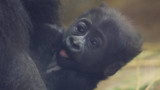 Protecting the Baby: Mom on Guard, Brother Teasing, Dad Watching