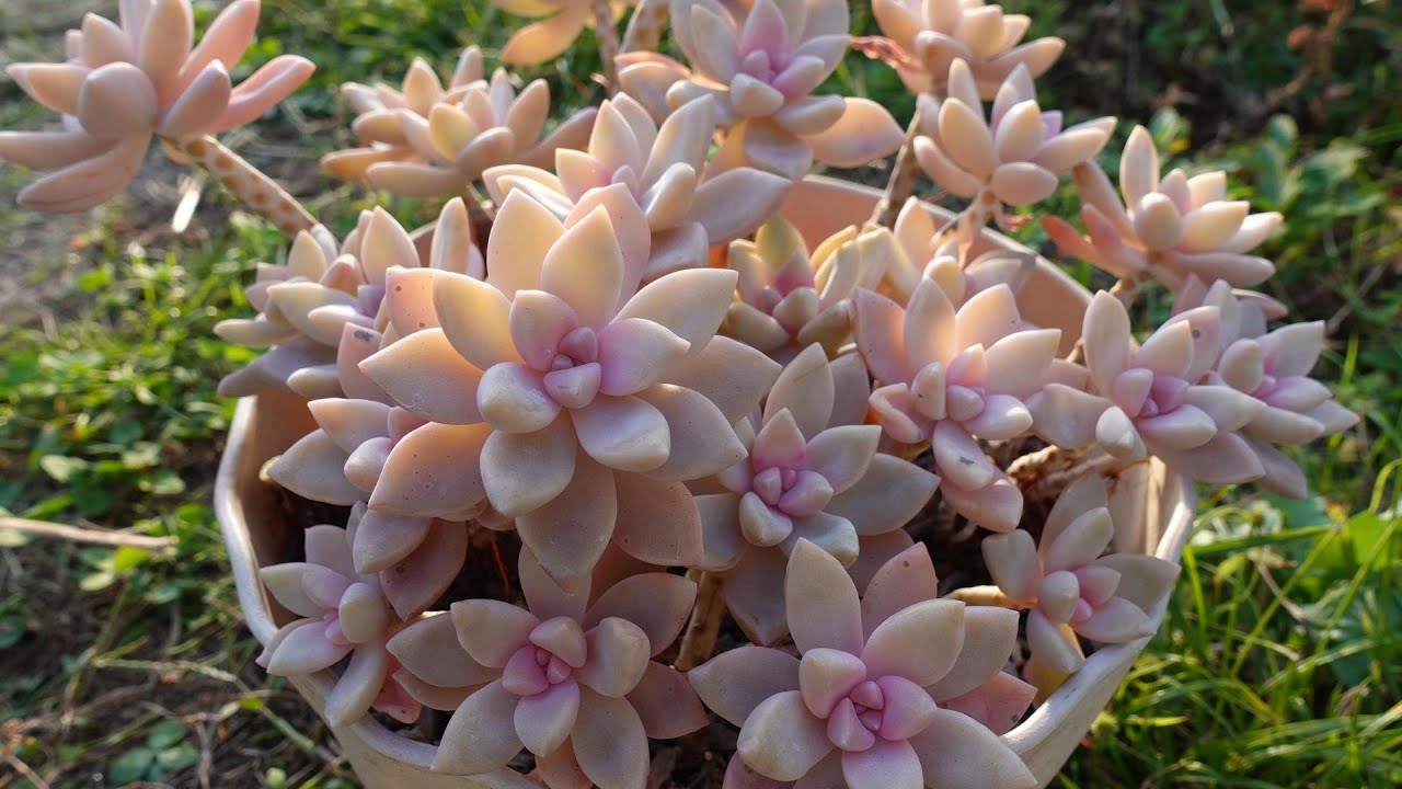 105 [Soft cherry blossom color for winter] Extremely resistant to