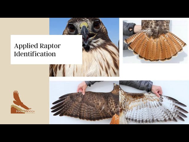 猛禽類学 - Raptor Research Techniques History - Raptor Research