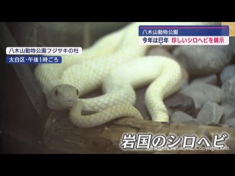 巳年にちなみシロヘビ展示 干支引継ぎ式も 仙台市の八木山動物公園