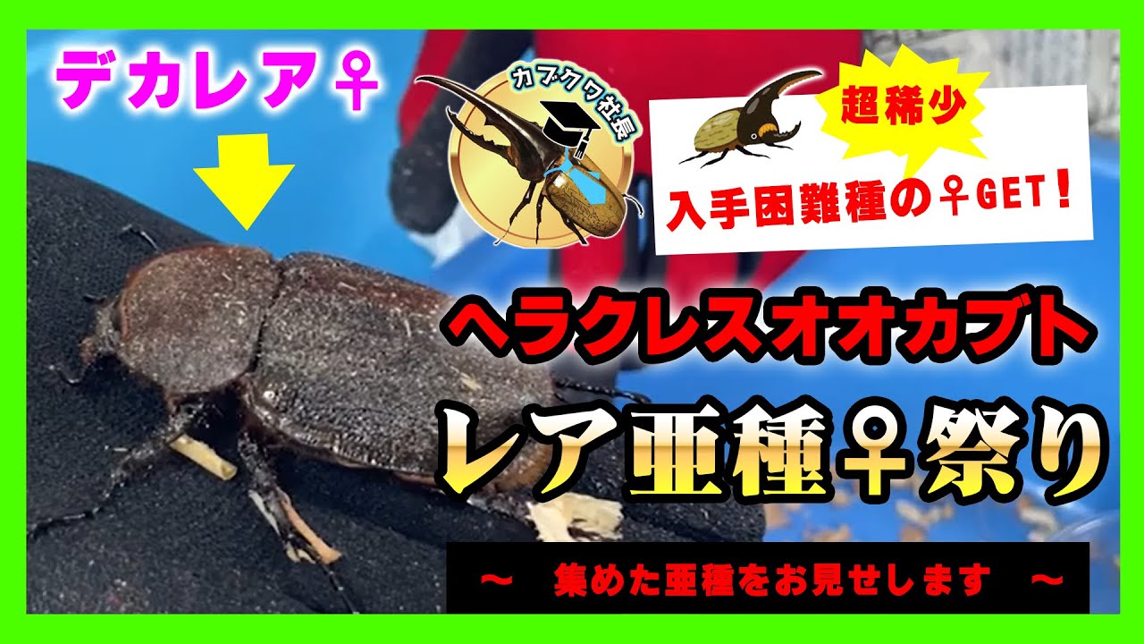集めました】ヘラクレスオオカブトの亜種の中でも稀少種メス♀を