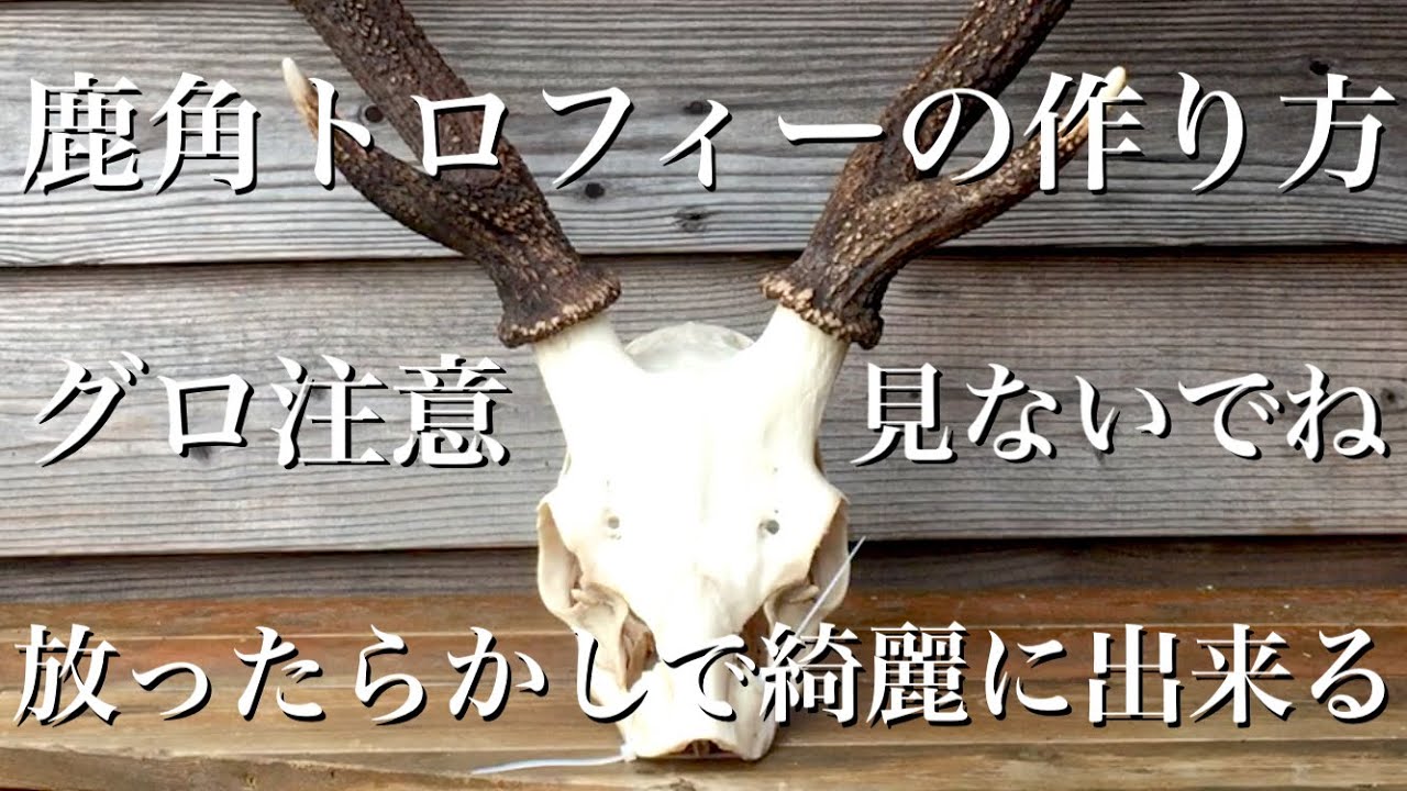 How to make a deer antler trophy. Viewer discretion advised. If
