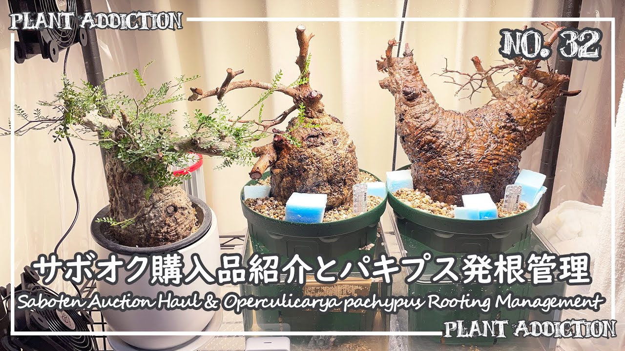 サボオク購入品紹介とパキプス発根管理 || Saboten Auction Haul