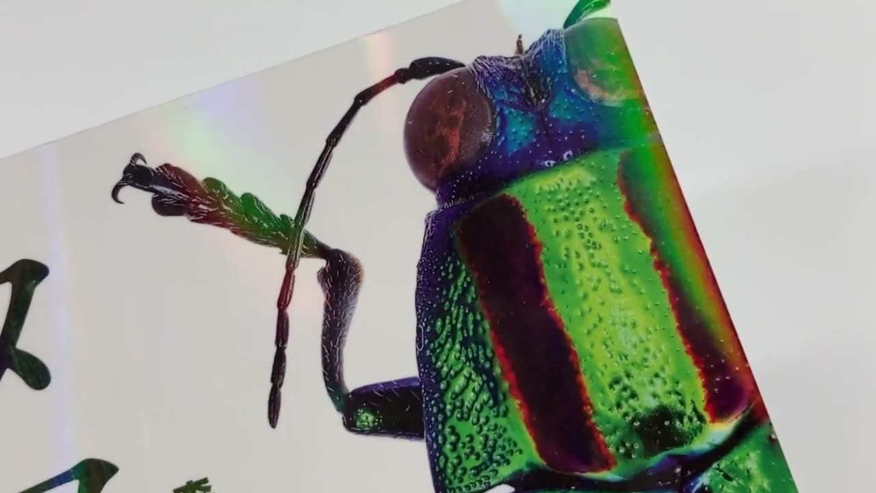 森の宝石と称される美しい昆虫「日本産タマムシ」の識別図鑑、本日発売