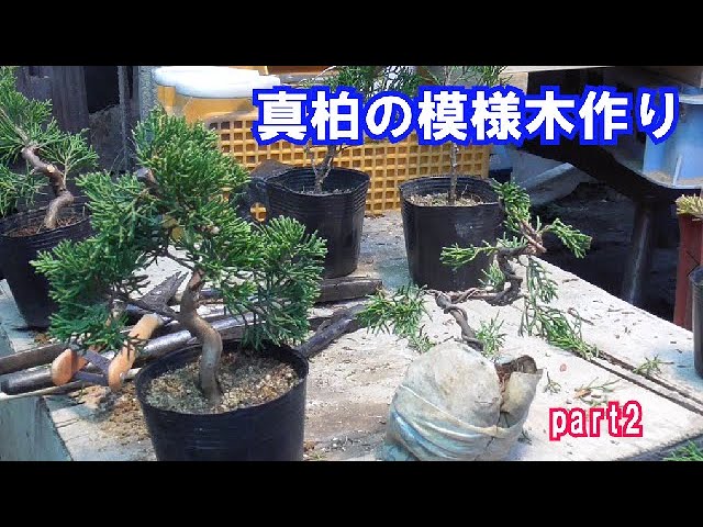 Making a patterned tree of yew part 2 - YouTube