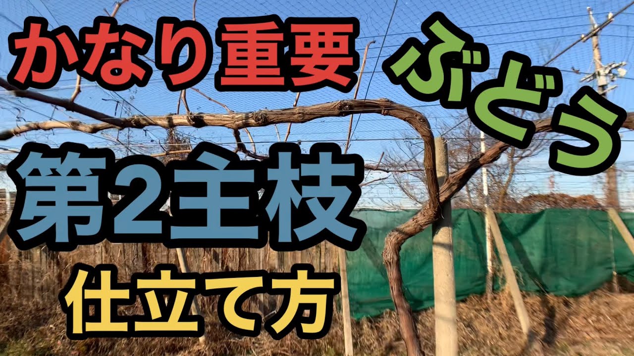 How to train the second main branch of grapes Hayashi Vineyard