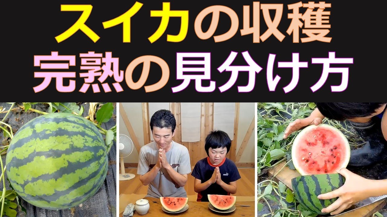 スイカの収穫期の見分け方 食べておいしい～！ - YouTube