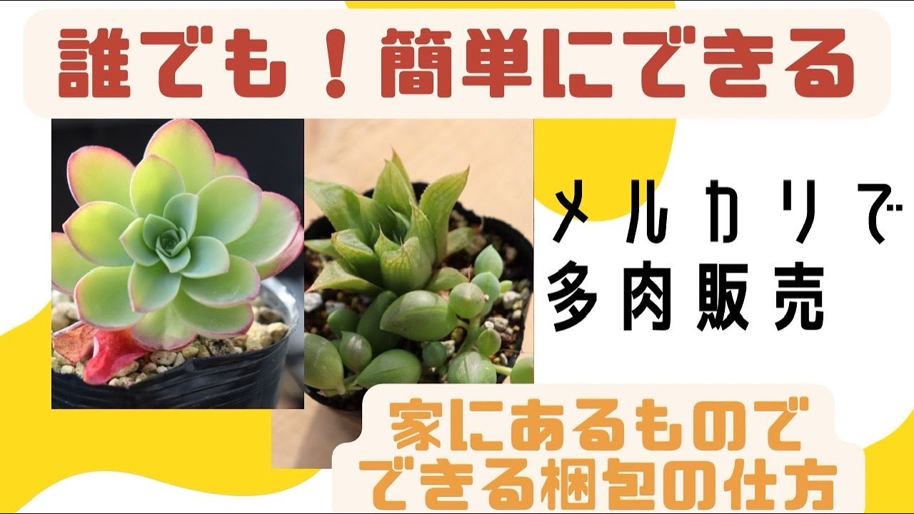 多肉植物】第四種郵便❗️梱包方法を見せます🌵誰でも簡単にできる