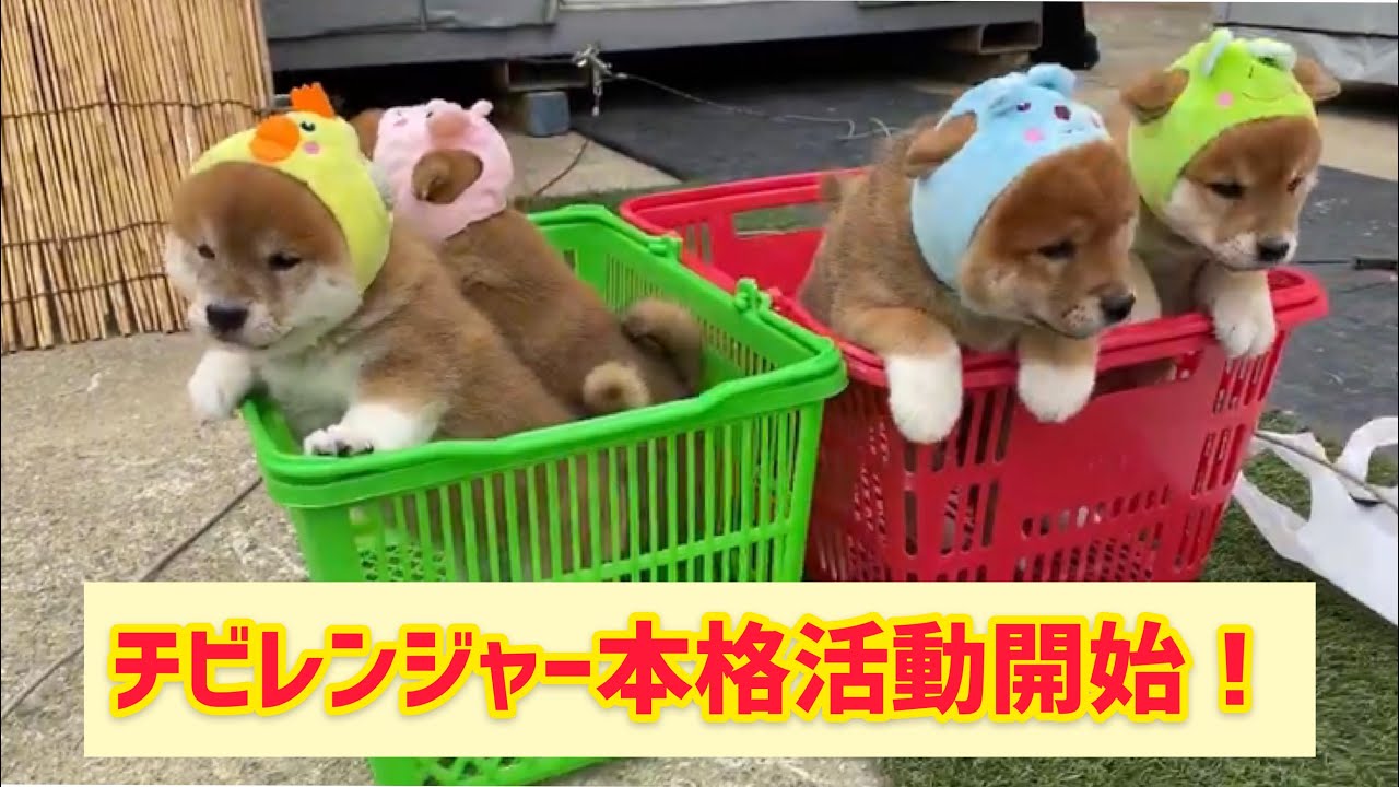 柴犬子犬チビレンジャー活動開始！初めてのお外でQ太郎パパと急接近