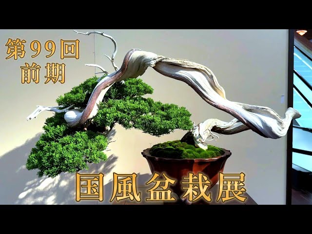 盆栽】第99回 国風盆栽展 前期【Bonsai】The 99th Kokufu Bonsai