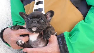 ID:FB1857 フレンチブルドッグ専門ブリーダーBULLDON'S | 【ブルドンズ