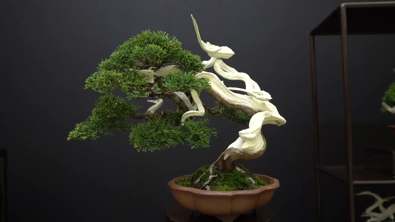 maxresdefault.jpg?sqp=-