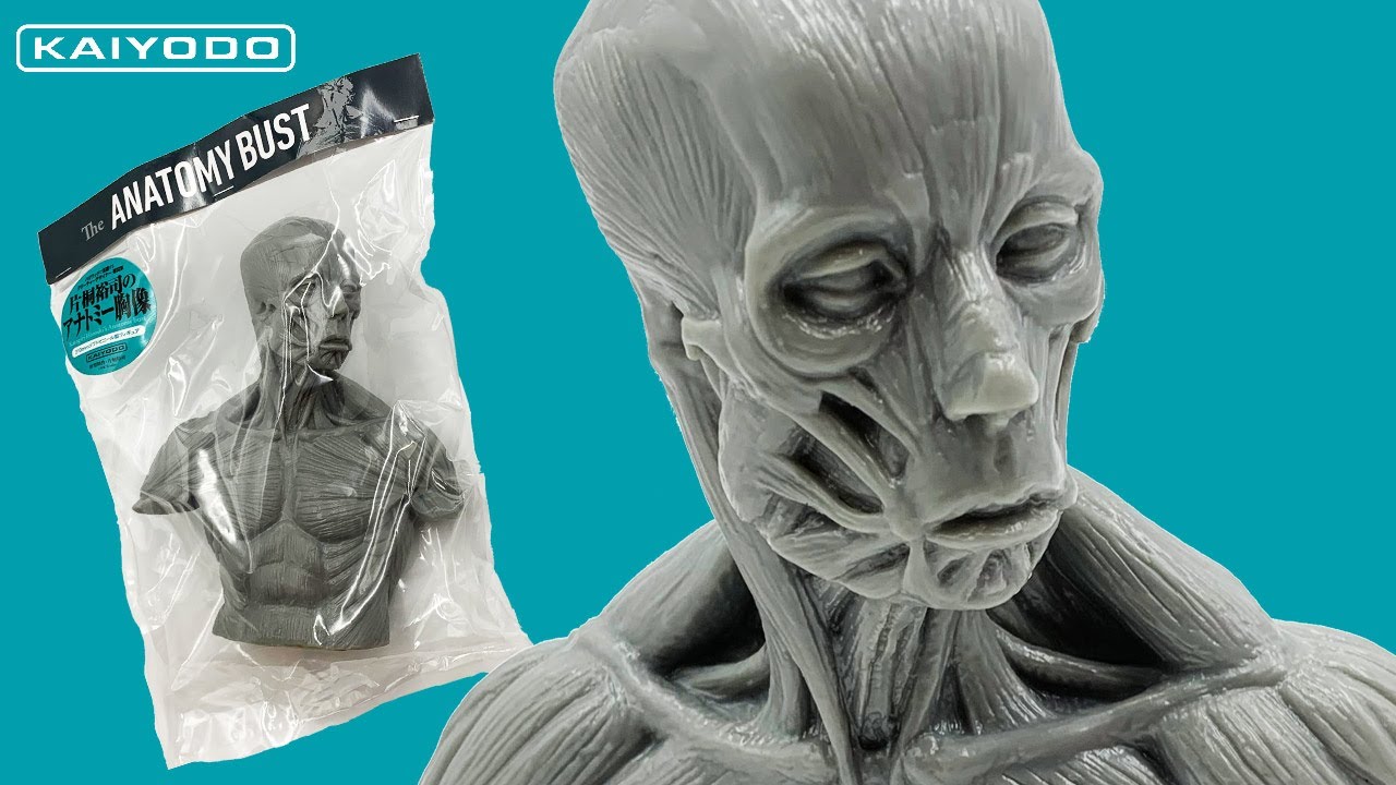 Anatomy figure】海洋堂 片桐裕司のアナトミー胸像 フィギュアを紹介