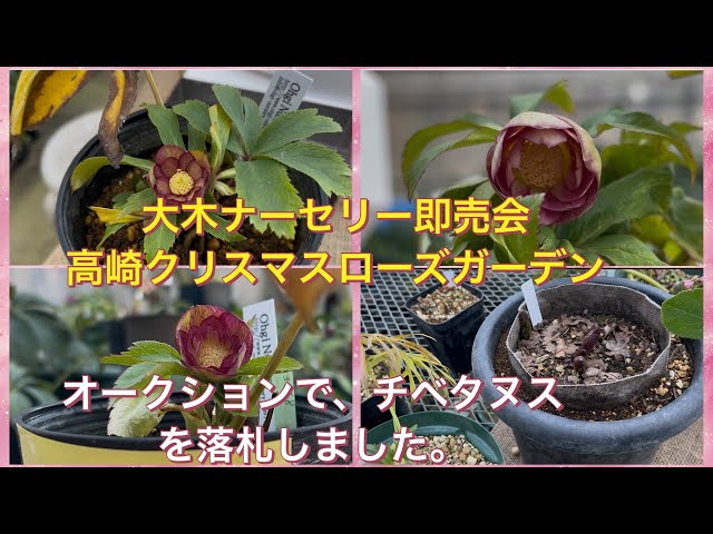 大木ナーセリー即売会 高崎クリスマスローズガーデンにて