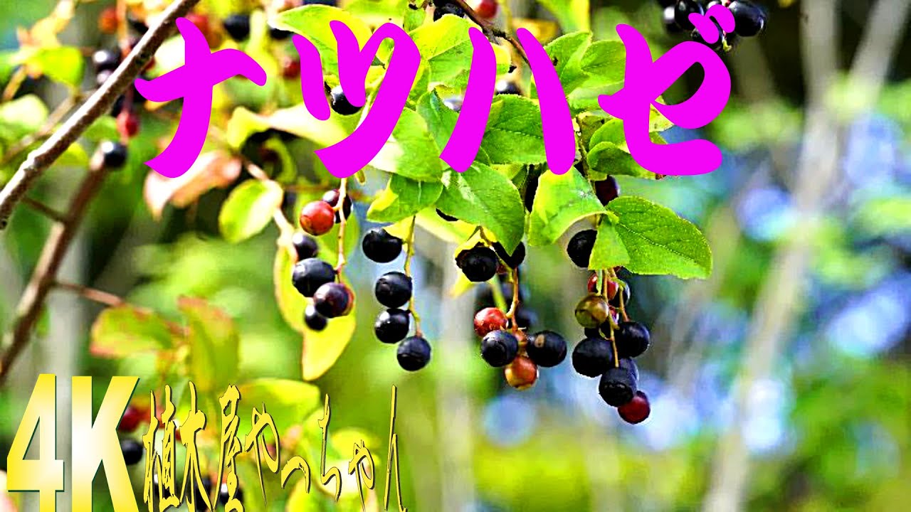 山採り自然樹形ナツハゼ 実 2023 - YouTube