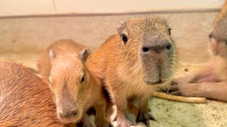 Dad Capybara Joins the Babies💛 - YouTube
