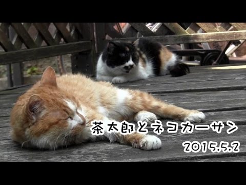 ネコ】 茶太郎 - YouTube