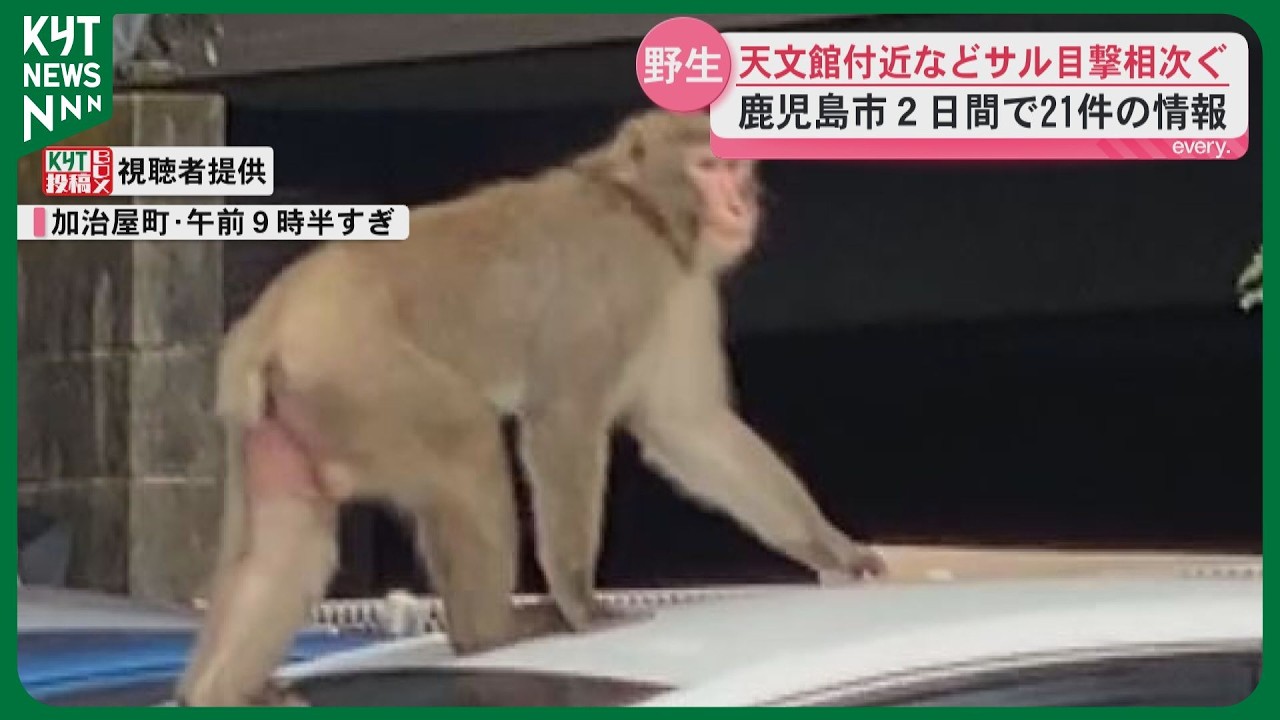 鹿児島市でサルの目撃情報相次ぐ 谷山方面や桜ヶ丘、天文館にも 被害の
