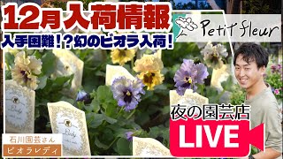 入手困難】ビオラ レディ入荷しました！12月プチフルール入荷情報LIVE