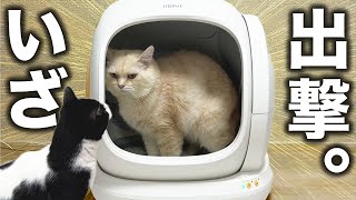 愛猫家注目！専用袋不要・大型猫にも便利！猫ちゃんのための究極の