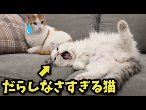 Check out the world's messiest cats - YouTube