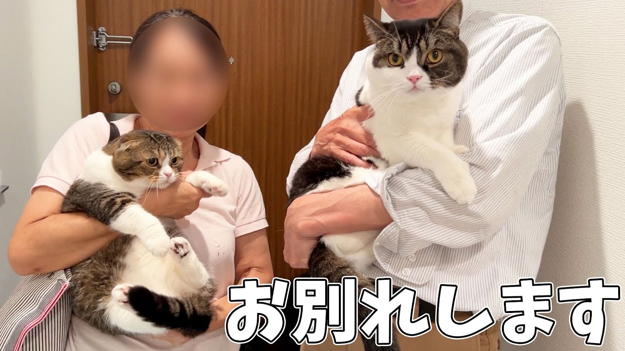 大好きなママの両親とお別れする親子猫 - YouTube