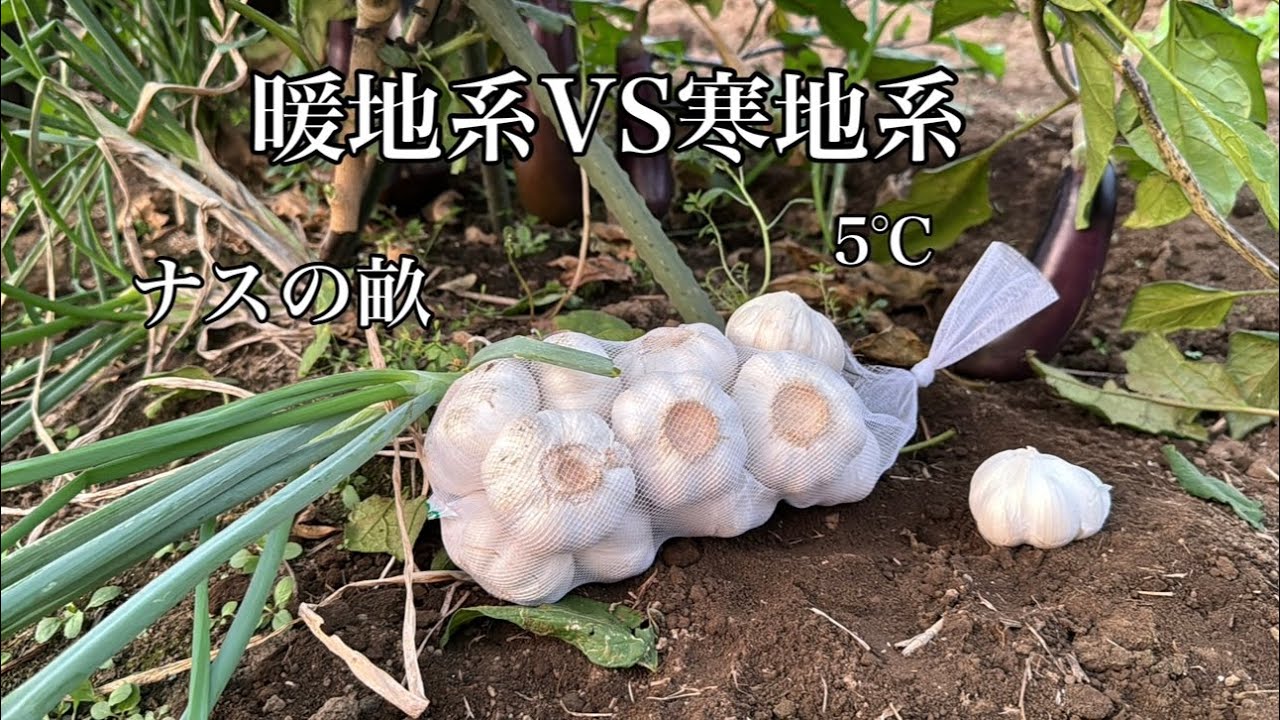 Garlic cultivation] A trick to avoid the troublesome task of