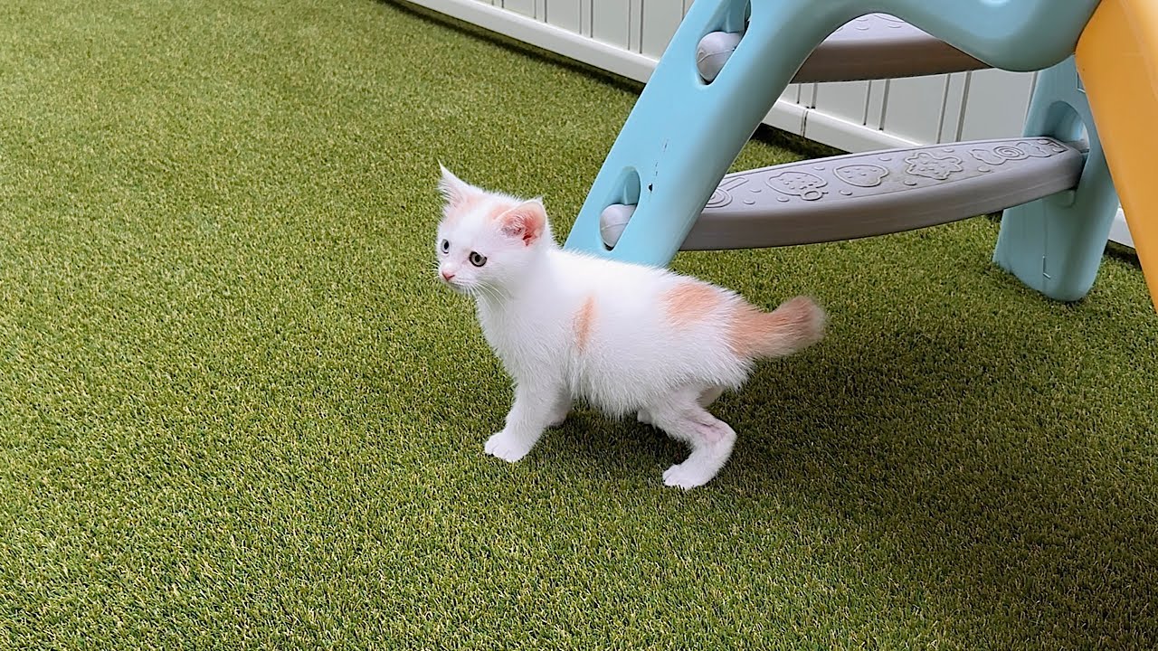 This is what happened to the new kitten whose favorite sleeping