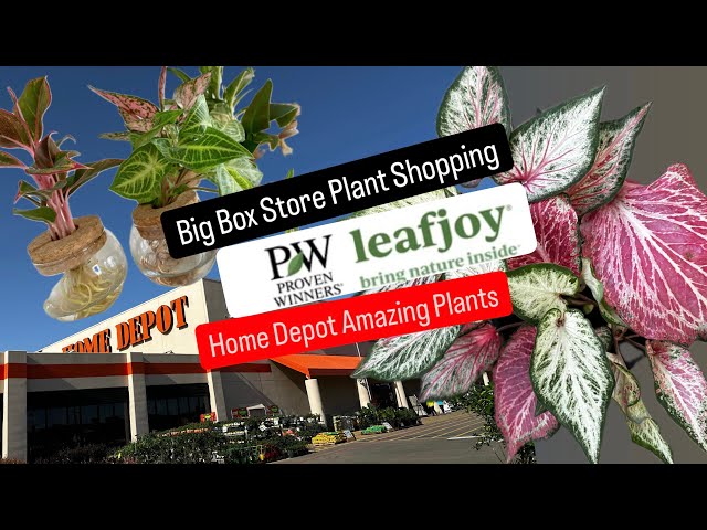 Proven Winners Leafjoy Houseplants Big Box Store Plant Shopping at