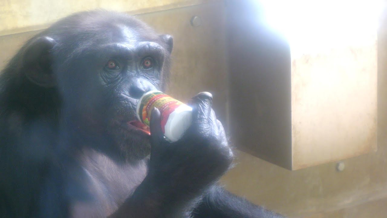 Sakura, the new queen of canned juice Tama Zoo, Chimpanzee, 202508