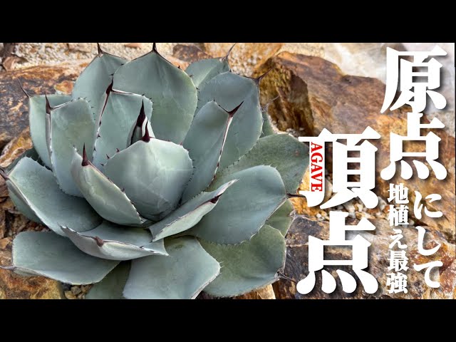 Ground-planted agave] This is the variety you should definitely