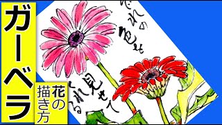 ガーベラの花の描き方🌼2│ガーデニングの絵手紙スケッチ│9月・10月